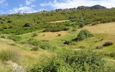 Bonal de la Sierra del Hontanar