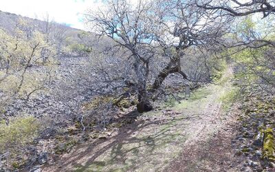 Roble el Abuelo