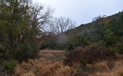 Bonal del Barranco del Chorro