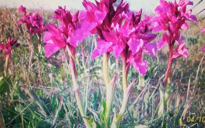 Microrreserva de orquídeas salvajes