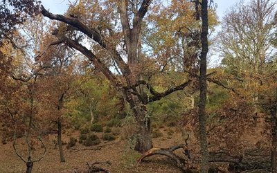 Roble Milenario